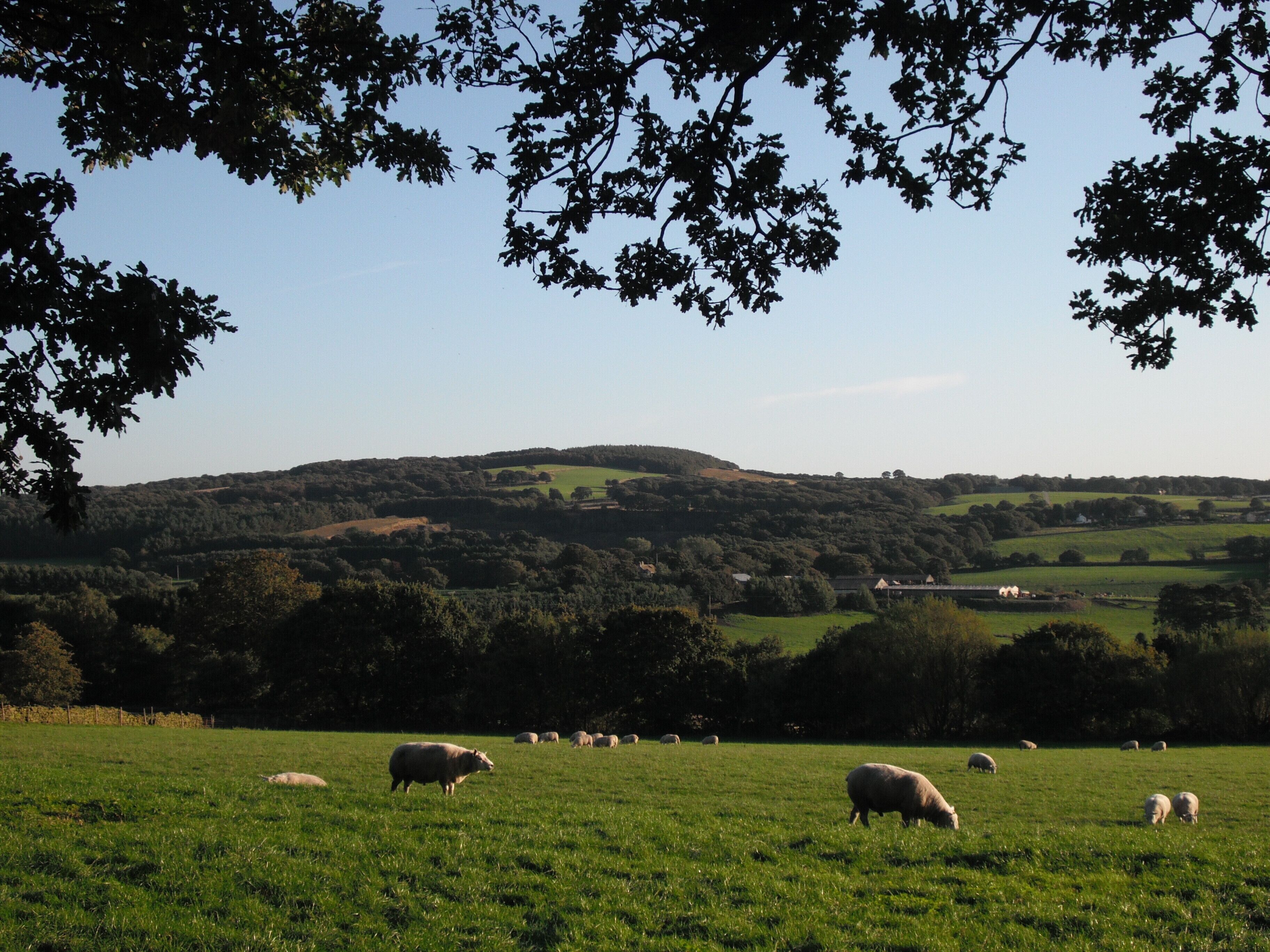 Ashurst Beacon seen from Wood Lane The River Douglas, the Southport to Manchester railway line and the Leeds and Liverpool canal are both on the far side of the field but all are hidden.