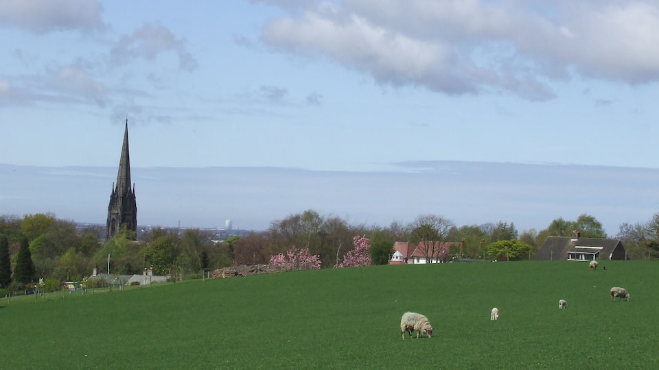 Sheep grazing, Parbold
