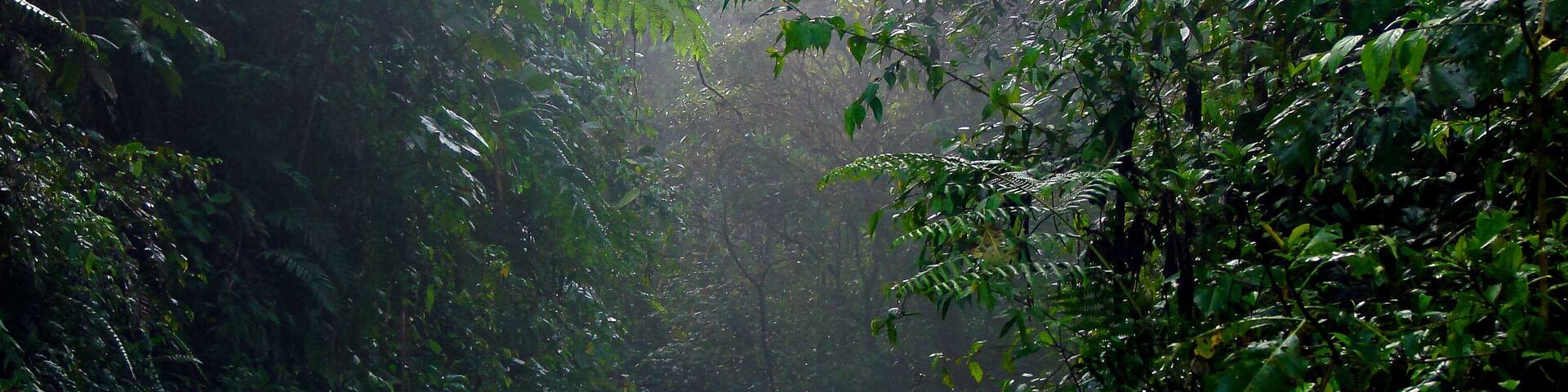 Wet Dirt Road in Jungle Forest in Mindo, Pichincha / Ecuador