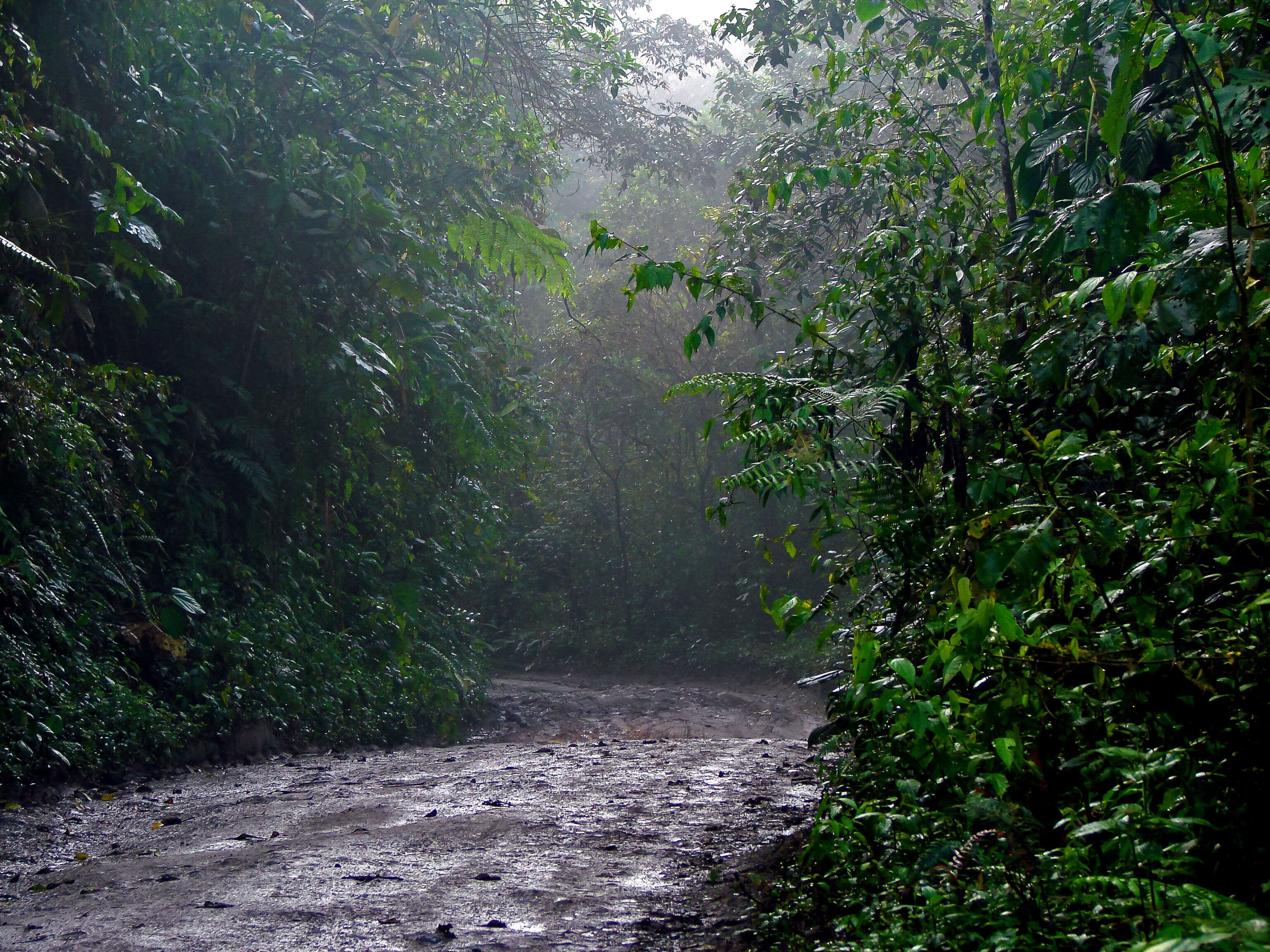 A narrow, muddy path surrounded by dense green foliage in a forested area.