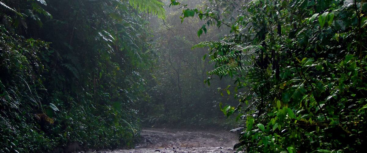 A narrow, muddy path surrounded by dense green foliage in a forested area.