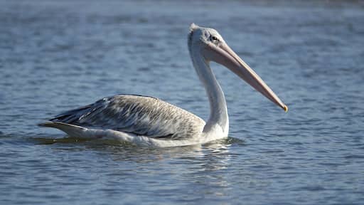 Un pélican dans la lagune de la Somone au Sénégal