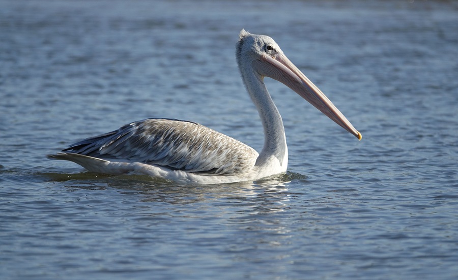 Un pélican dans la lagune de la Somone au Sénégal