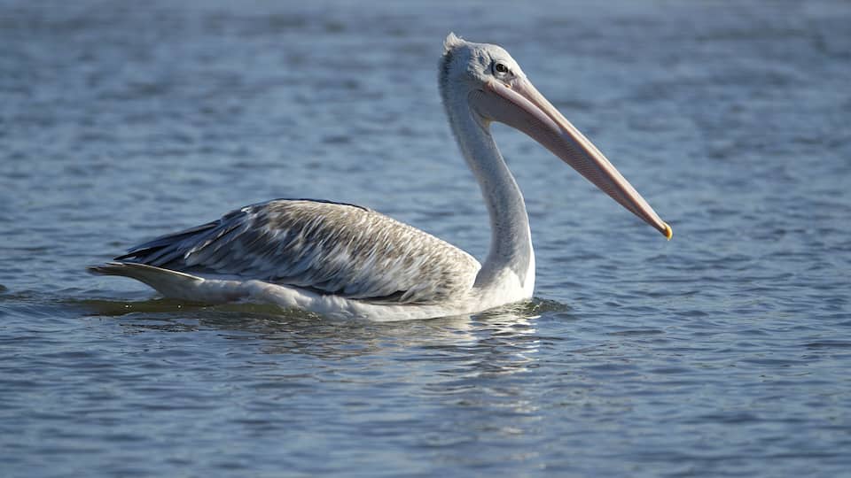 A pelican swimming in calm water.