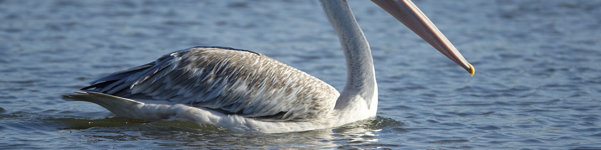 Un pélican dans la lagune de la Somone au Sénégal