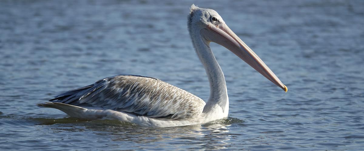 A pelican swimming in calm water.