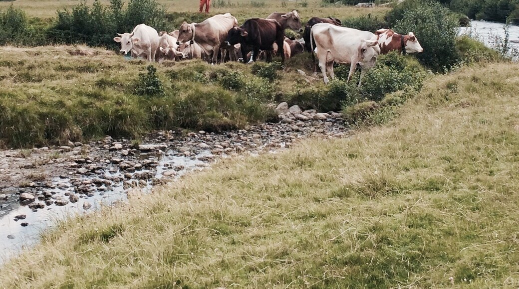 📍Val di Daone - Parco Adamello Brenta.
Italy 🇮🇹