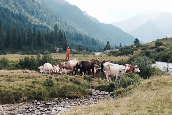 📍Val di Daone - Parco Adamello Brenta.
Italy 🇮🇹