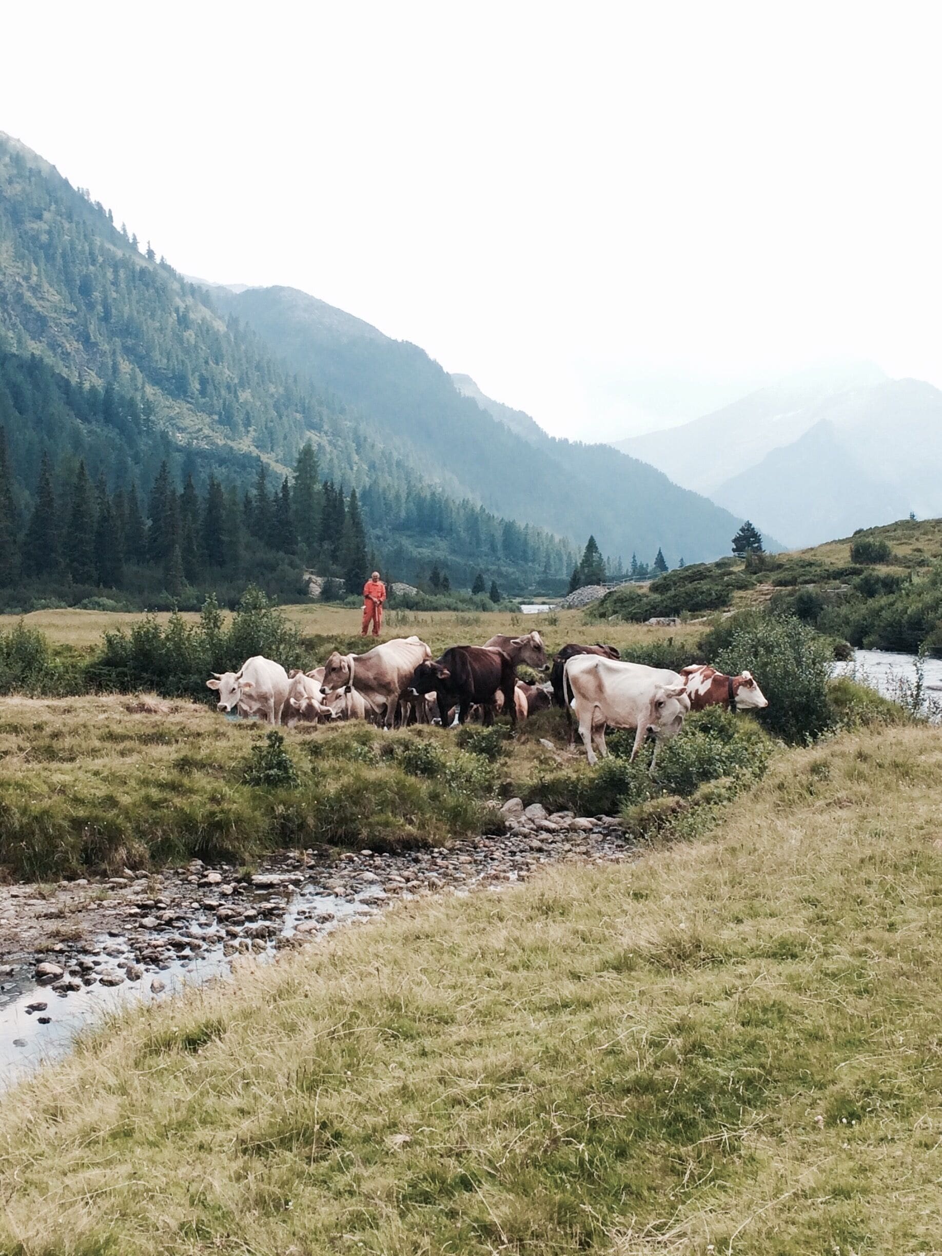 A mountainous landscape with a herd of cows grazing near a stream.