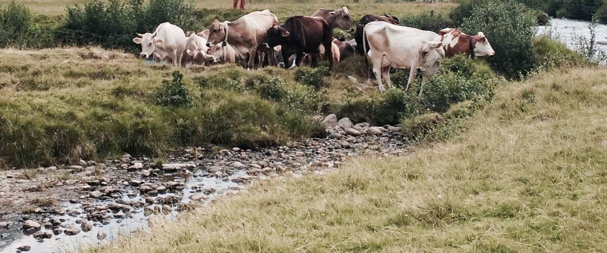 A mountainous landscape with a herd of cows grazing near a stream.