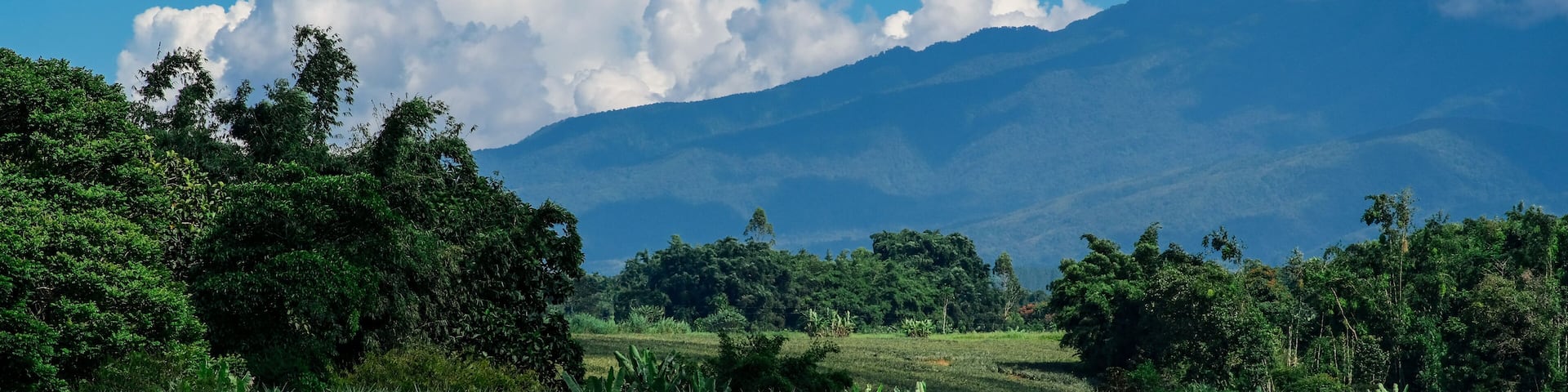 Pineapple fields in Bukidnon, Philippines.