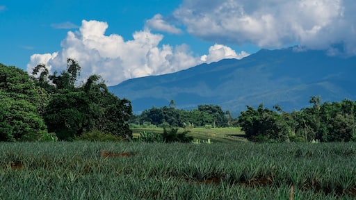 Pineapple fields in Bukidnon, Philippines.