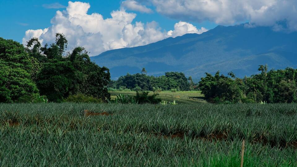 Pineapple fields in Bukidnon, Philippines.