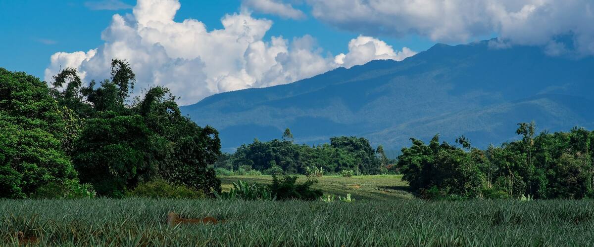 A lush green field with a mountain range in the background.