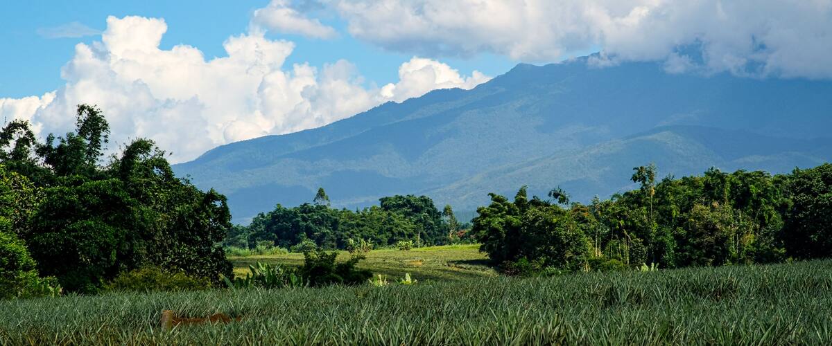 Pineapple fields in Bukidnon, Philippines.