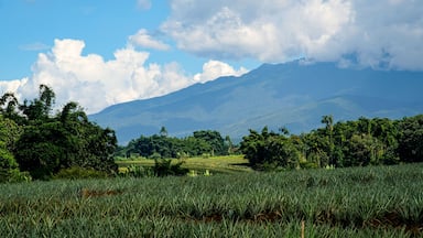 Pineapple fields in Bukidnon, Philippines.