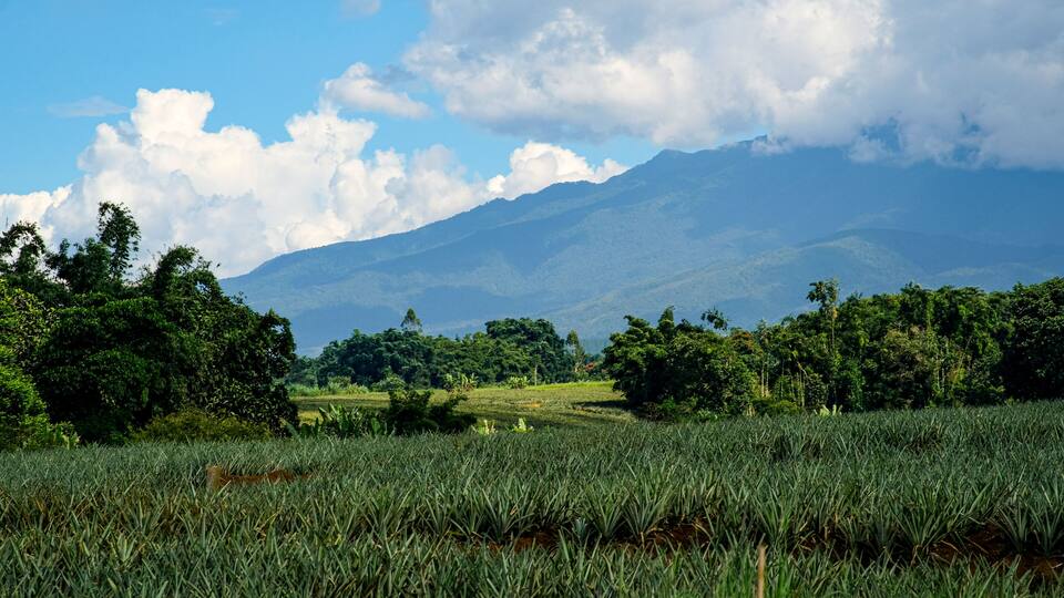 Pineapple fields in Bukidnon, Philippines.
