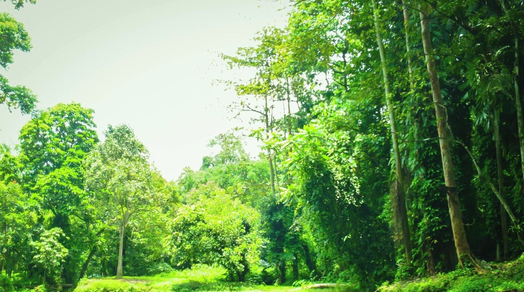 Let's get lost here. I'm falling in love with this place.
Slow clap. I have no words for a beauty like this. Maybe I'll never even be able to explain sufficiently how wonderful it is to be here. This is Nasuli Spring Resort. It is both a spring and a lagoon. It is surrounded by lush greeneries. The water is blue (but with a tinge of green) and measures about 15 feet deep. I have been here and I can say that the freshwater lagoon is icy cold even during the hottest time of day. What makes this special is its being uncharted. Not too many locals and tourists come here. Why not? That I don't know.
But that is why I am writing about Nasuli Spring Resort. Since this is uncommonly frequented, I want to make this known to everybody. I'd love to share this wonder with you. I may have caught bad light when I took this photo, but if you'd take time to actually search this on the Internet, you'll see that Nasuli Spring is indescribable.
According to HubPages, Nasuli is a Bisayan term which means “reversed.” The local folks named the place ‘nasuli’ because the spring’s headwaters' elevation is much lower than the lagoon. It seems that the water is flowing in reverse, thus the name ‘nasuli.’
It's quiet here. The fishes are all friendly. Yes, that's true. They'll voluntarily come to you and bite your toes or your leg while you are busy talking to your friends about how good this earthporn is. But do not worry. You'll eventually understand that their bites are like welcome statements *smiles* (they are tiny anyway)! You can even feed them. My friends and I had a good time feeding them with Rambutan seeds.
You could want to cry here, write a song or poetry, paint, dance, reminisce, get emotional or just sleep. This is an exit from the busy world. It also gave me the thought that places like this -- the ones that are almost secret and uncharted -- are the best places to travel. Literally, your heart and soul unexpectedly harmonize when you see this.
For your information, Nasuli Spring Resort is located in Barangay (village) Bangcud, Malaybalay City, Bukidnon. I hope that one day, you'll find your way to this site.
Happy travels,
Star, Iligan City, PH
#localgem