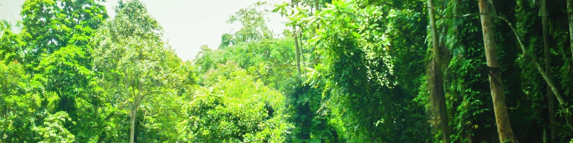 Let's get lost here. I'm falling in love with this place.
Slow clap. I have no words for a beauty like this. Maybe I'll never even be able to explain sufficiently how wonderful it is to be here. This is Nasuli Spring Resort. It is both a spring and a lagoon. It is surrounded by lush greeneries. The water is blue (but with a tinge of green) and measures about 15 feet deep. I have been here and I can say that the freshwater lagoon is icy cold even during the hottest time of day. What makes this special is its being uncharted. Not too many locals and tourists come here. Why not? That I don't know.
But that is why I am writing about Nasuli Spring Resort. Since this is uncommonly frequented, I want to make this known to everybody. I'd love to share this wonder with you. I may have caught bad light when I took this photo, but if you'd take time to actually search this on the Internet, you'll see that Nasuli Spring is indescribable.
According to HubPages, Nasuli is a Bisayan term which means “reversed.” The local folks named the place ‘nasuli’ because the spring’s headwaters' elevation is much lower than the lagoon. It seems that the water is flowing in reverse, thus the name ‘nasuli.’
It's quiet here. The fishes are all friendly. Yes, that's true. They'll voluntarily come to you and bite your toes or your leg while you are busy talking to your friends about how good this earthporn is. But do not worry. You'll eventually understand that their bites are like welcome statements *smiles* (they are tiny anyway)! You can even feed them. My friends and I had a good time feeding them with Rambutan seeds.
You could want to cry here, write a song or poetry, paint, dance, reminisce, get emotional or just sleep. This is an exit from the busy world. It also gave me the thought that places like this -- the ones that are almost secret and uncharted -- are the best places to travel. Literally, your heart and soul unexpectedly harmonize when you see this.
For your information, Nasuli Spring Resort is located in Barangay (village) Bangcud, Malaybalay City, Bukidnon. I hope that one day, you'll find your way to this site.
Happy travels,
Star, Iligan City, PH
#localgem