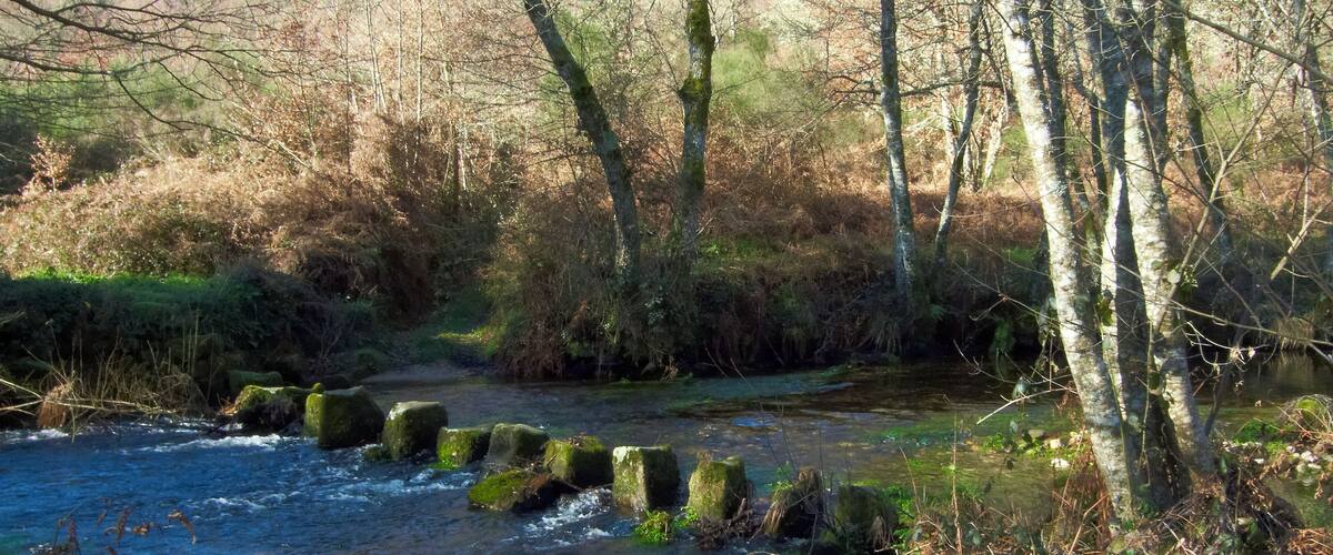 A river with clear water, surrounded by trees and moss-covered rocks.