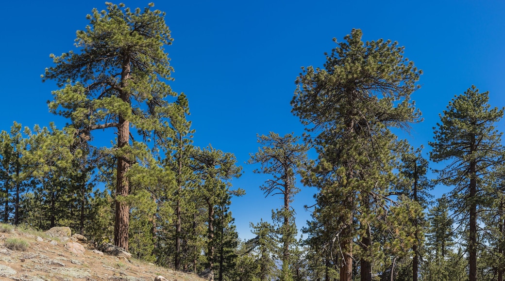 Pine Tree on Hillside