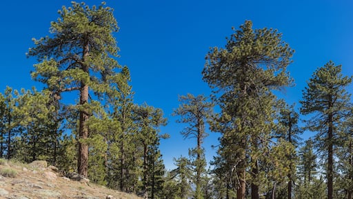 Pine Tree on Hillside