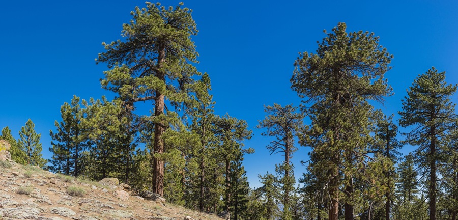 Pine Tree on Hillside