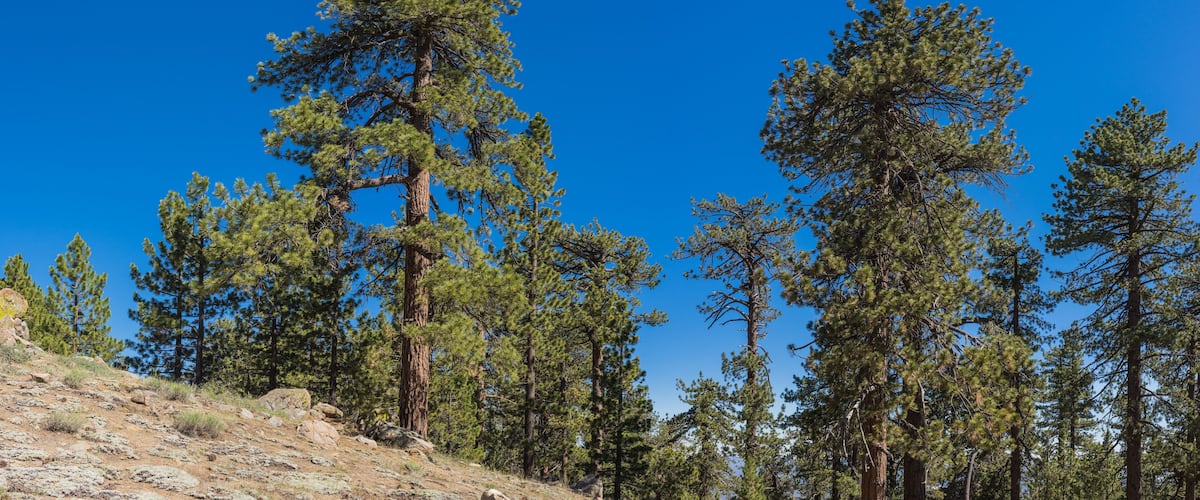 A forest of tall pine trees with a clear blue sky.