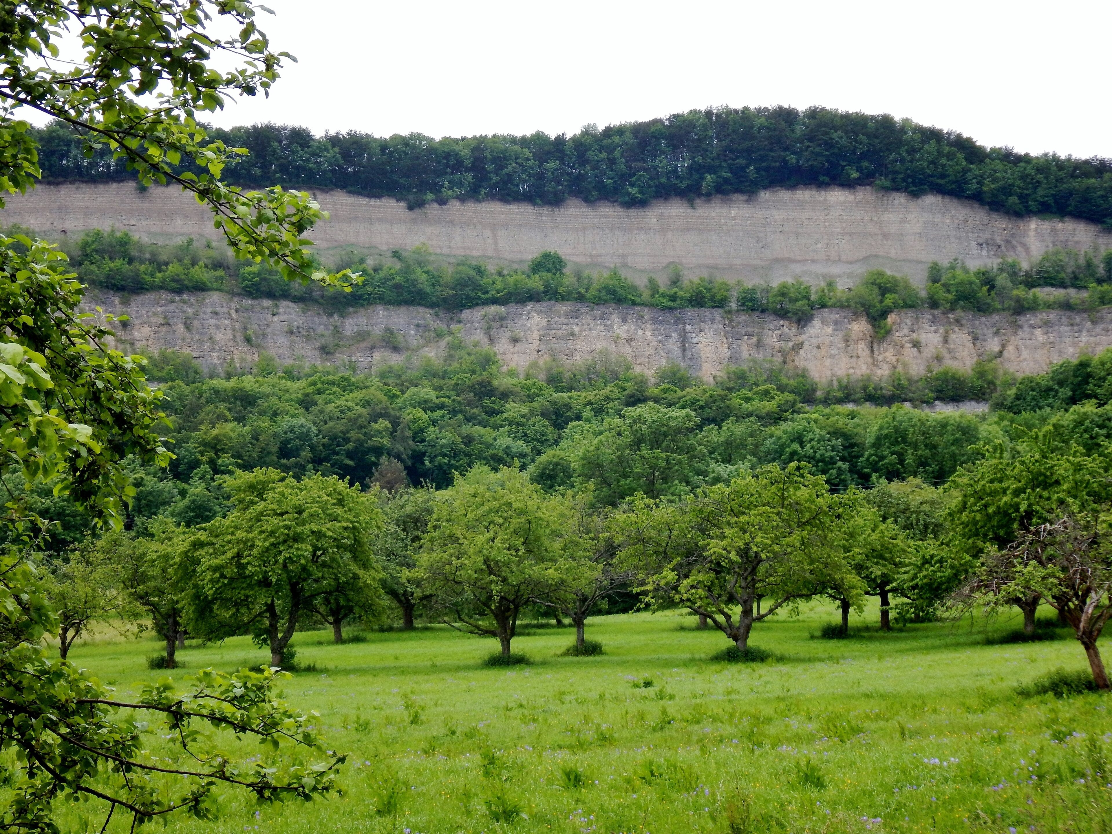 1902 begann das Zementwerk Nürtingen am Hörnle mit dem Abbau von Kalkstein und Mergel. Ende der 1970er-Jahre wurde der aufgelassene Steinbruch rekultiviert: Zur optischen Gestaltung der bis zu 130 Meter hohen Felswand pflanzte man auf den vier Bermen (Absätzen) Gehölze an. Seit 1980 entwickelt sich der Steinbruch fast ohne menschlichen Einfluss.