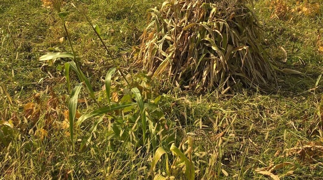 Corn in a farm field - view from the rural Georgian village of Tobanieri.