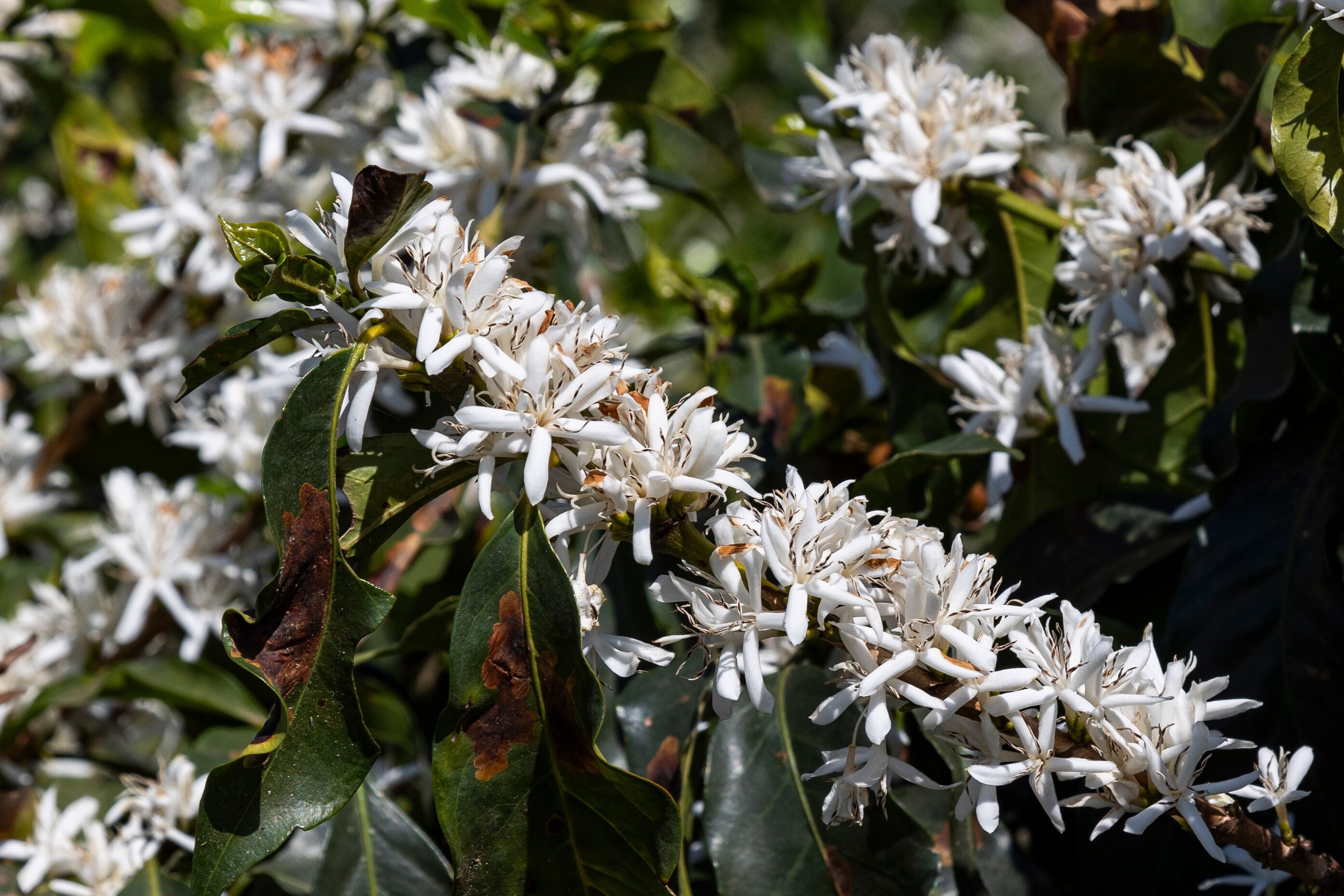 موزامبينهو