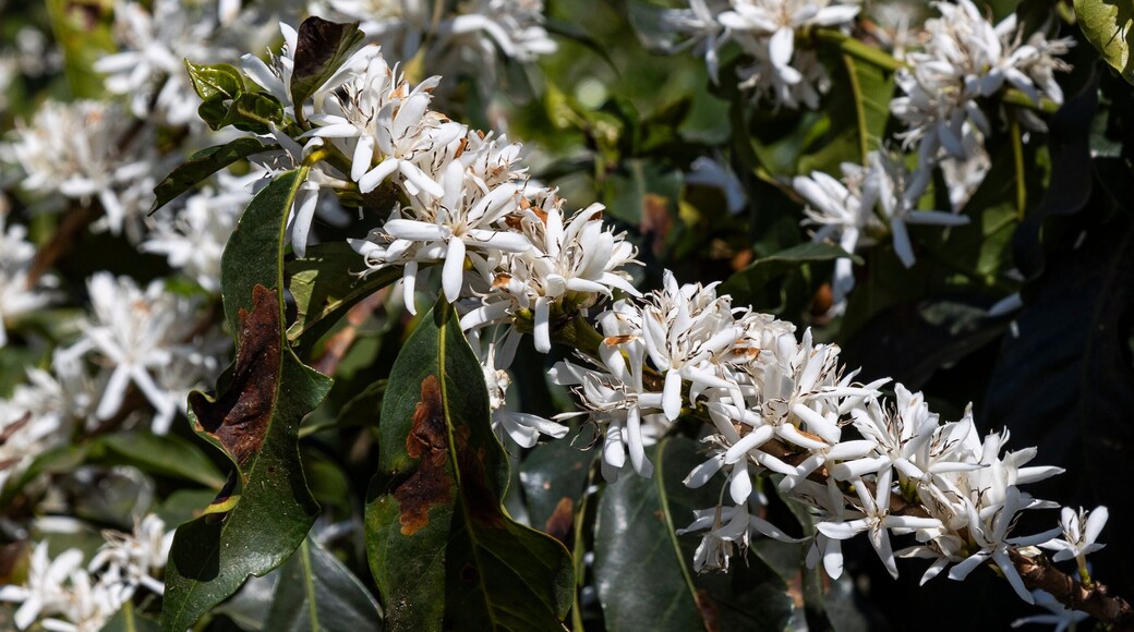 Florada em fazenda de Platanção de café, Minas Gerais, Brasil - Cafés do Brasil
