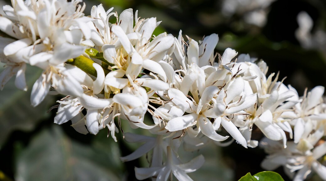 Florada em fazenda de Platanção de café, Minas Gerais, Brasil - Cafés do Brasil