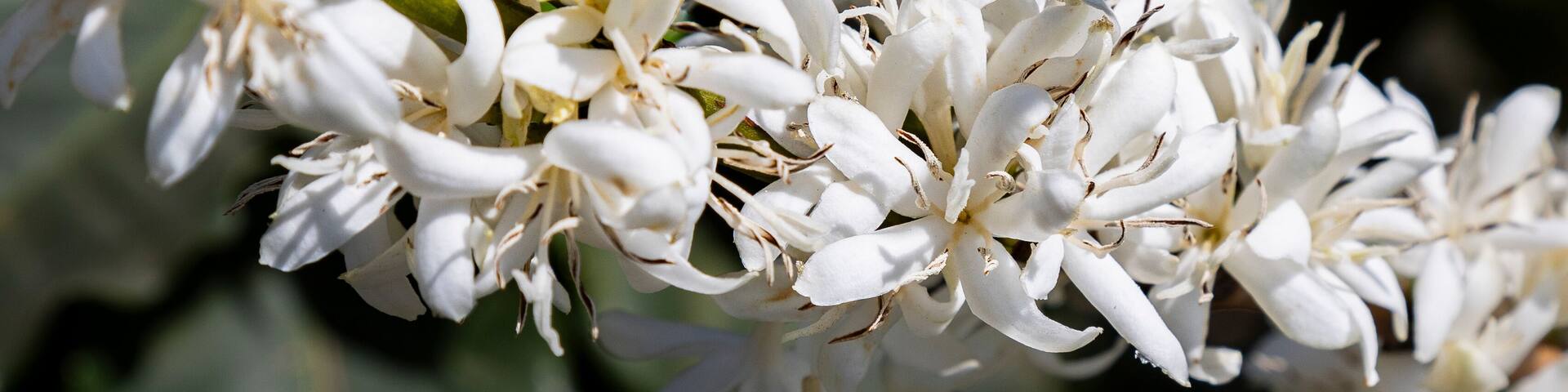 Florada em fazenda de Platanção de café, Minas Gerais, Brasil - Cafés do Brasil