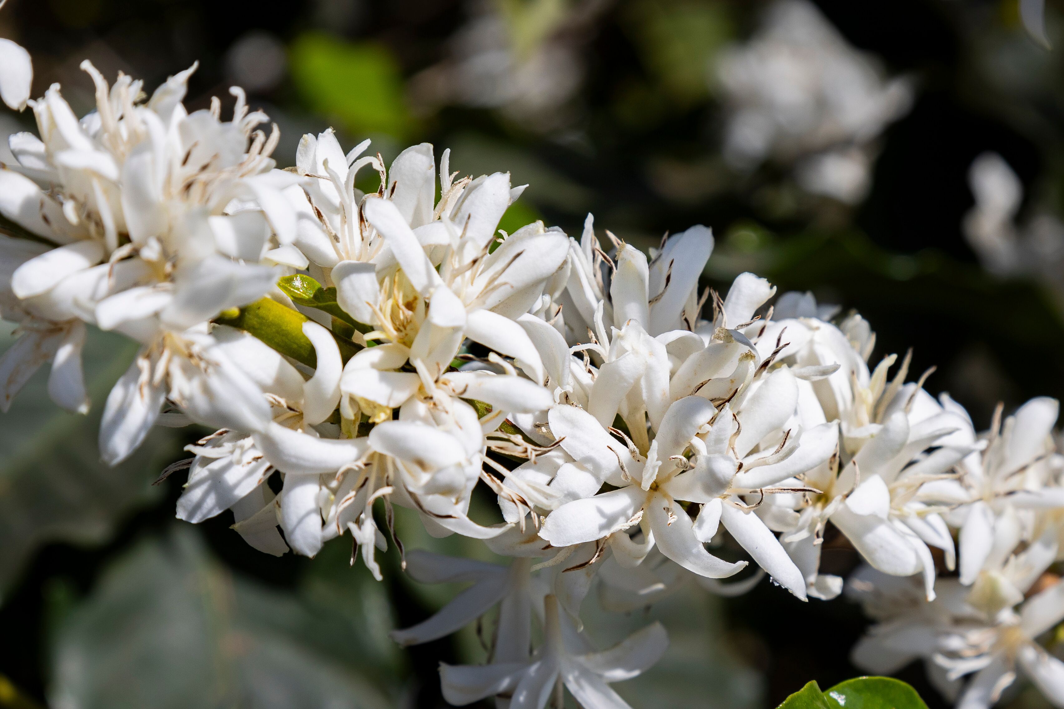 A cluster of white flowers with green leaves.