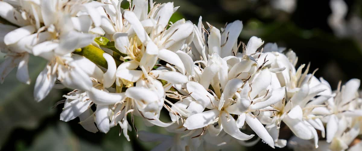 A cluster of white flowers with green leaves.