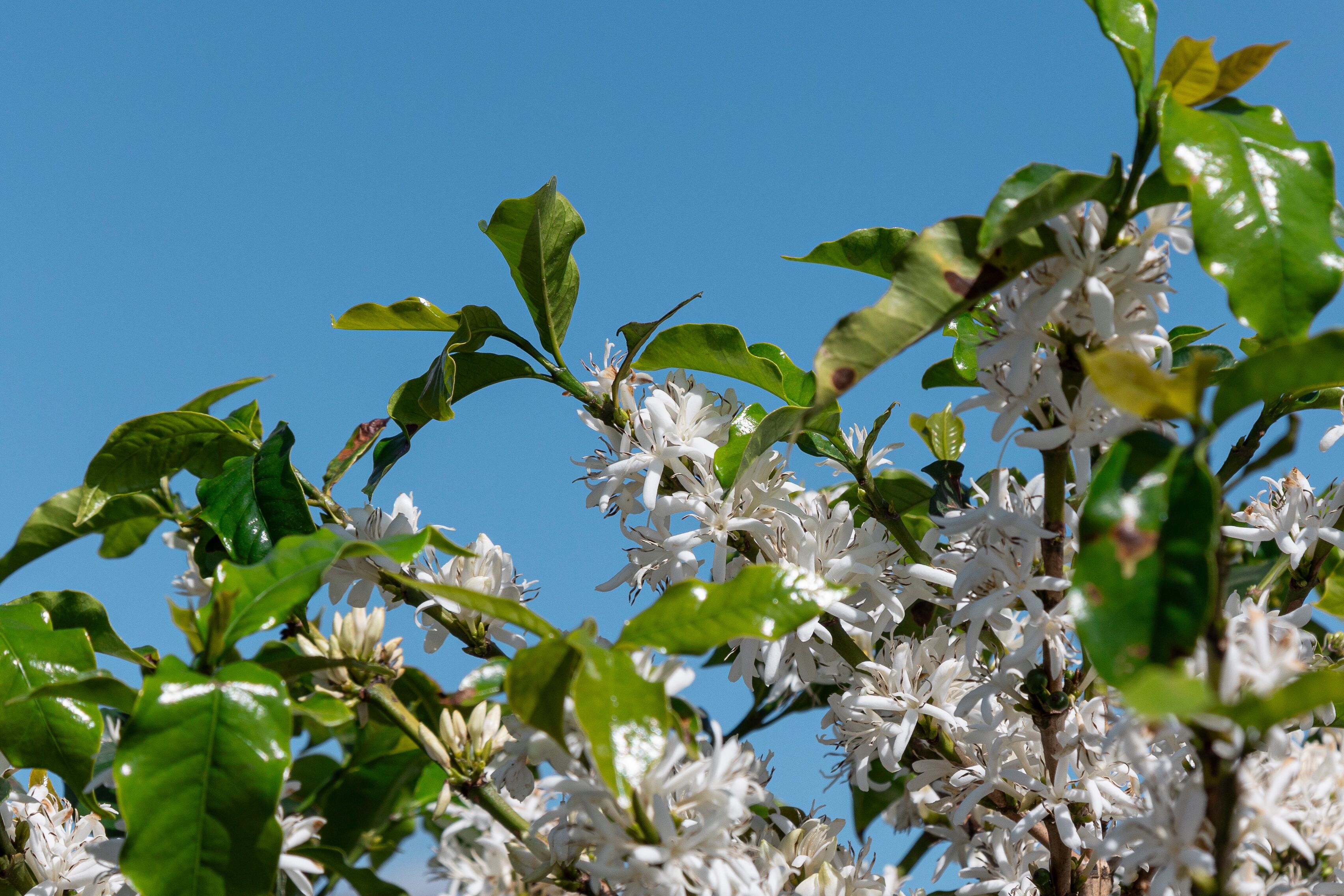 موزامبينهو