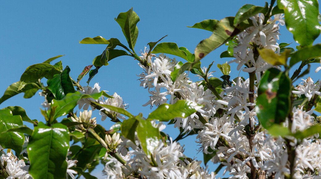 Florada em fazenda de Platanção de café, Minas Gerais, Brasil - Cafés do Brasil