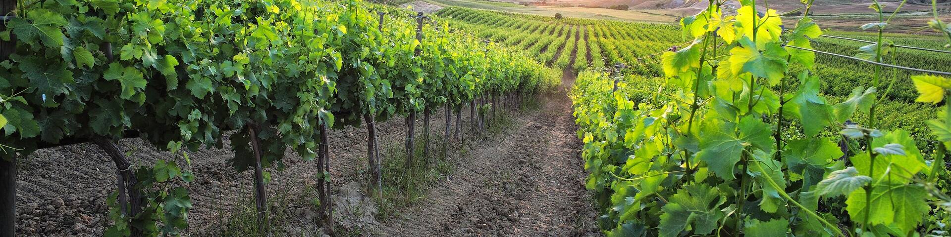 Vineyard in the municipality of Strongoli, district of Crotone, Calabria, Italy, Europe