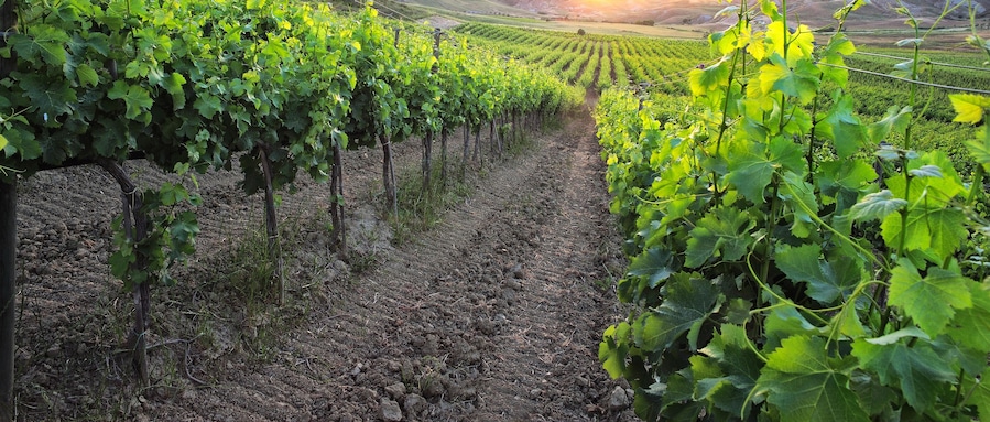 Vineyard in the municipality of Strongoli, district of Crotone, Calabria, Italy, Europe