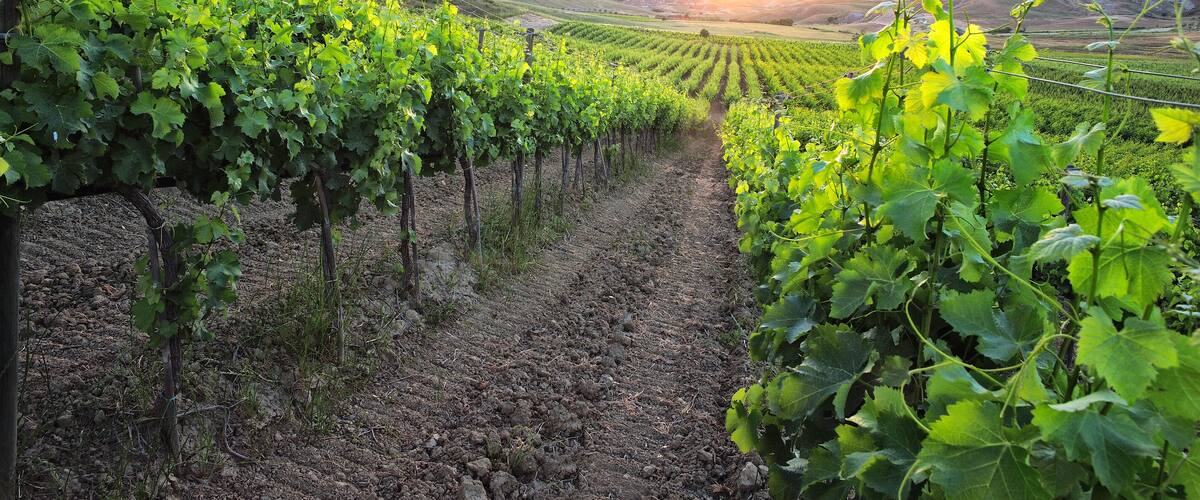 A vineyard with rows of grapevines.
