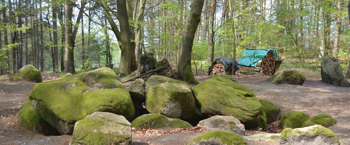 A forest with large moss-covered rocks and a pile of firewood in the background.