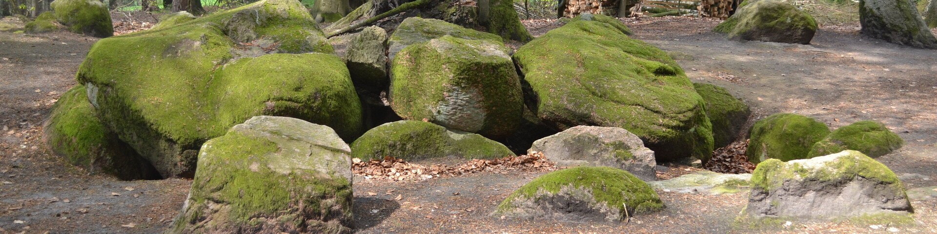 A forest with large moss-covered rocks and a pile of firewood in the background.