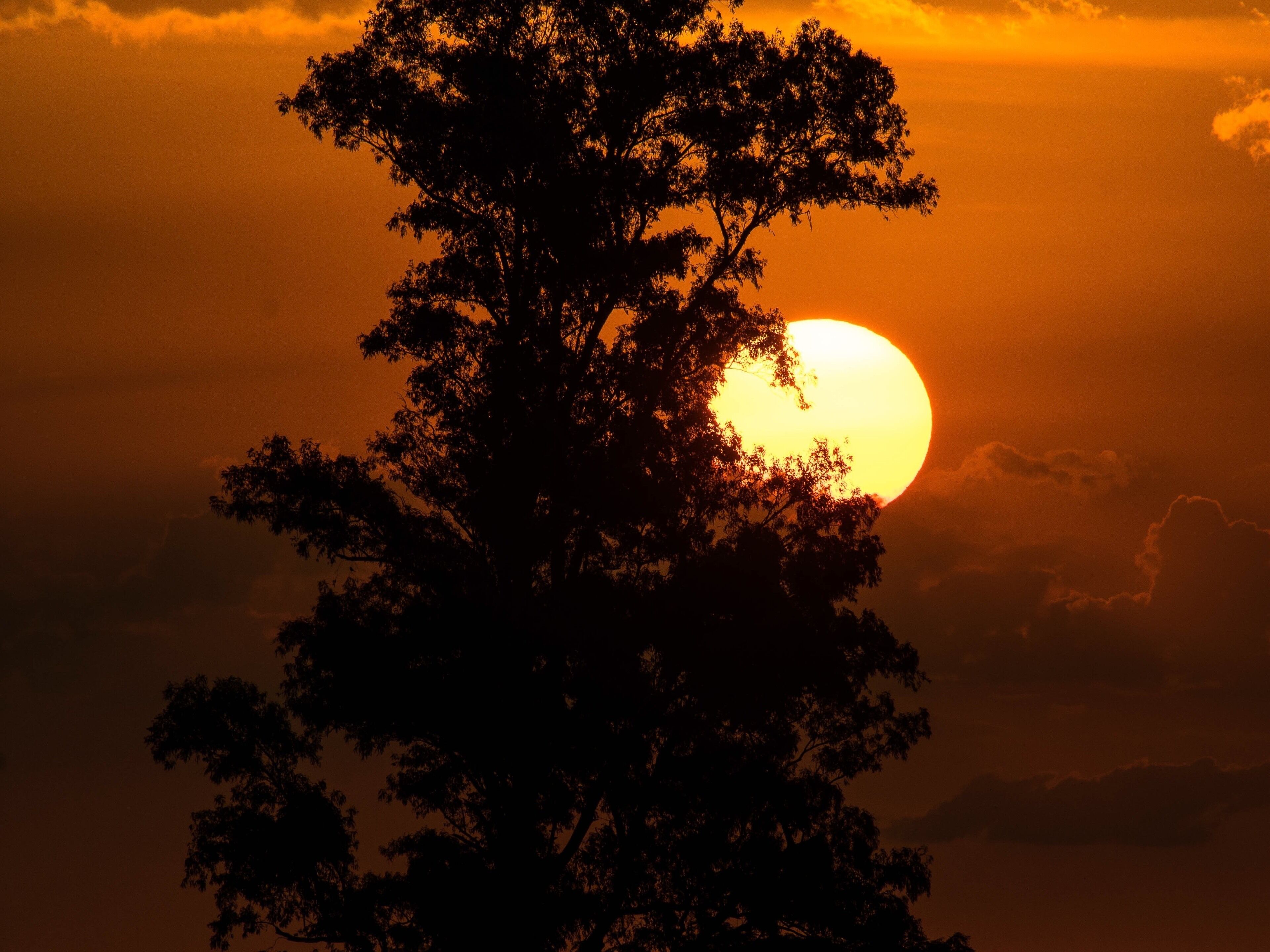A sunset with a silhouette of a tree against a vibrant orange sky.