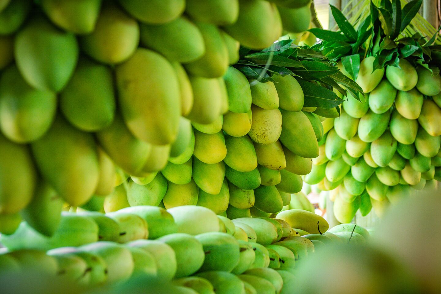 Guimaras Manggahan Festival 2019