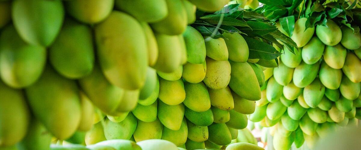 Guimaras Manggahan Festival 2019