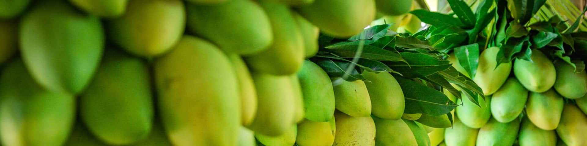 Guimaras Manggahan Festival 2019