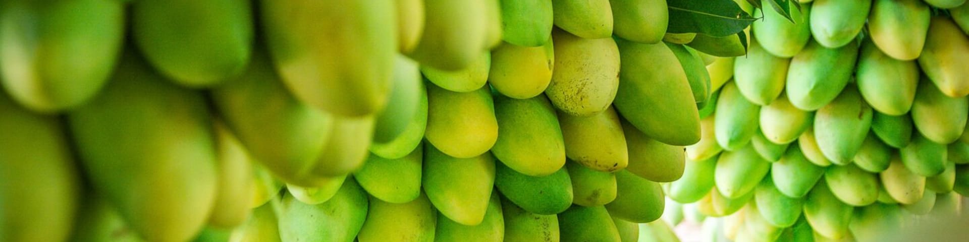 Guimaras Manggahan Festival 2019