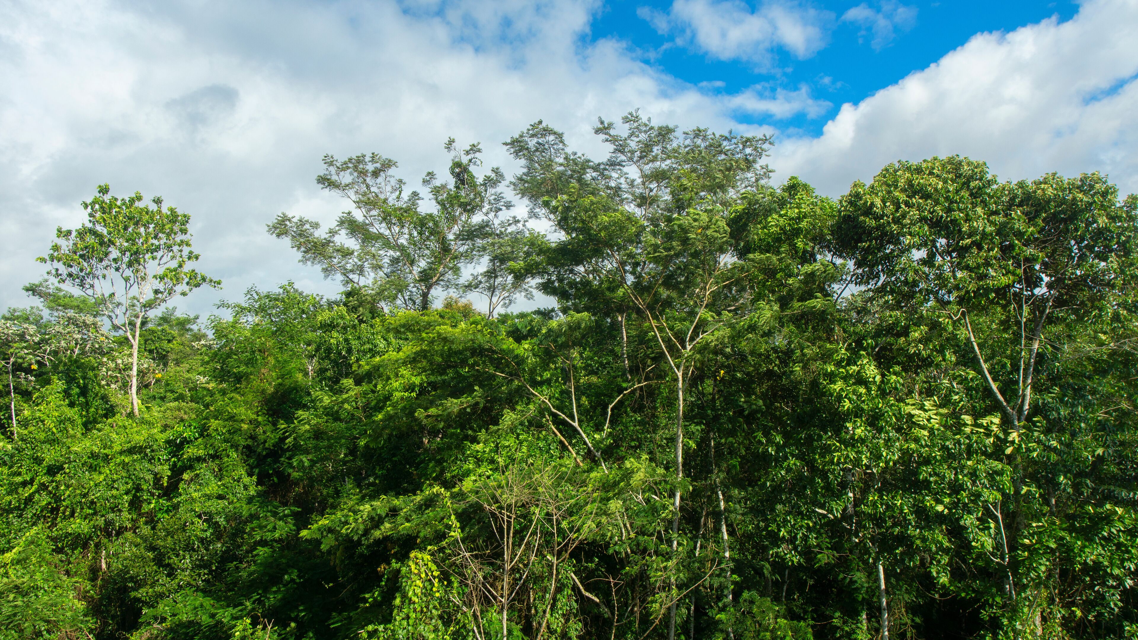 Approach to the treetops of a forest in the Amazon on a cloudy day in Ecuadorian near the city of Nueva Loja