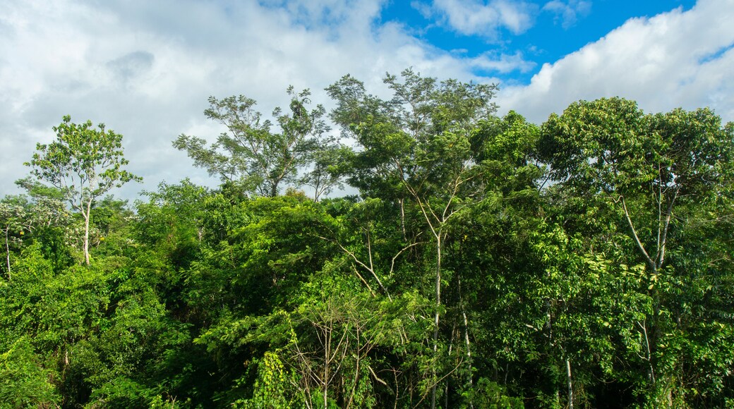Approach to the treetops of a forest in the Amazon on a cloudy day in Ecuadorian near the city of Nueva Loja